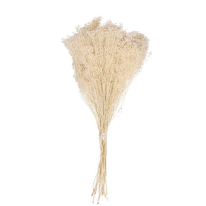 Broom Bloom Gras gebleicht 50cm 100g